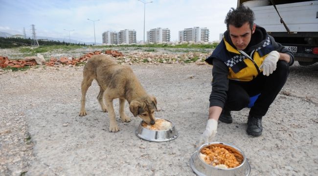 583 kısırlaştırma, 5690 tedavi başarısı