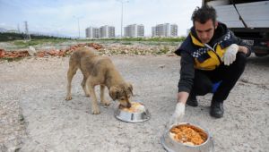 583 kısırlaştırma, 5690 tedavi başarısı