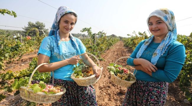  Buca’da üzüm şenliği heyecanı