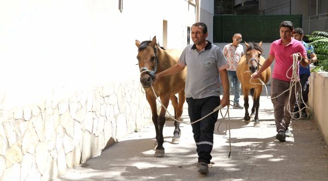 Karşıyaka’da ‘başıboş at’ operasyonu 