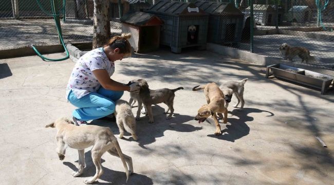 Sahipsiz can dostlar yuva arıyor