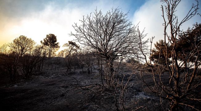 Yangında 5 bin hektar orman yandı