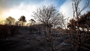 Yangında 5 bin hektar orman yandı