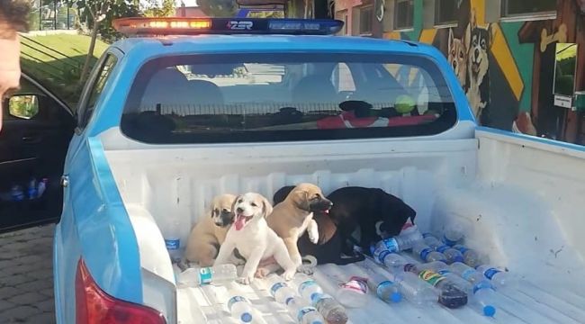 Dört yavru köpek hayata döndü
