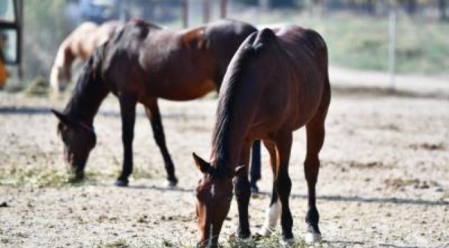 Faytonlardan alınan atlar İzmir Doğal Yaşam Parkı'nda