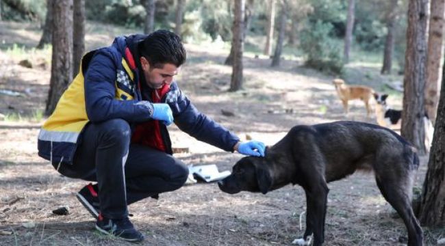  Buca veterinerliğinden kırsala uyuz çıkarması 