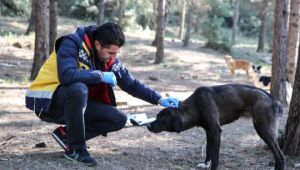  Buca veterinerliğinden kırsala uyuz çıkarması 