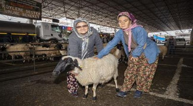  Küçükbaş hayvan desteği devam ediyor