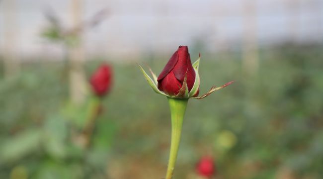 Sevgililerin Gülleri Menderes’ten