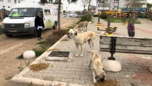 Çiğli Belediyesi Sokak Hayvanlarını Unutmadı