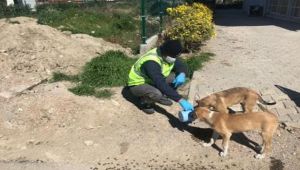 İzmir sokakta yaşayan hayvanları unutmadı