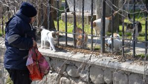 Bergama’da sokak hayvanlarına mama