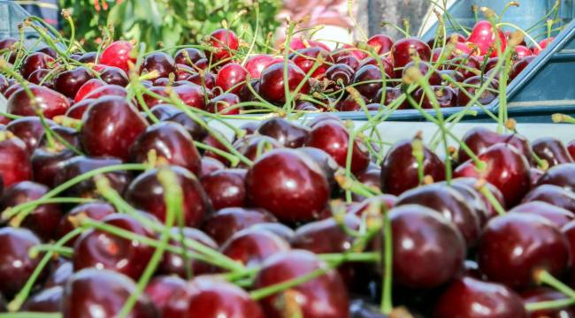 Kemalpaşa'da kiraz sezonu için tedbirler üst seviyede 