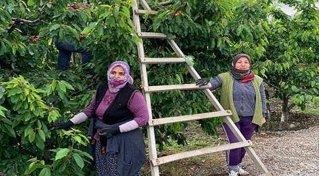 432 gönüllü 150 üreticiye meyve hasadına gidiyor