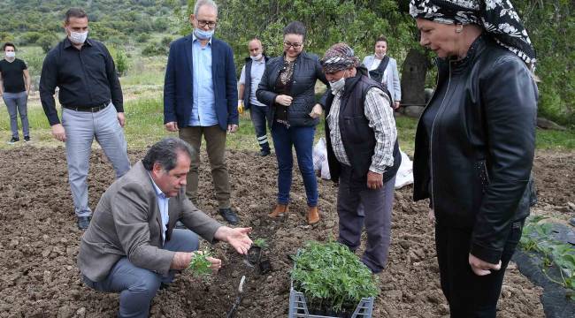 Yamanlar domatesinin dönüş yolculuğu başladı!