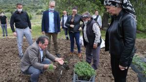 Yamanlar domatesinin dönüş yolculuğu başladı!