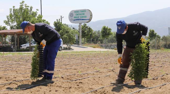 ATA TOHUMLARI TOPRAKLA BULUŞMAYA DEVAM EDİYOR