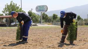 ATA TOHUMLARI TOPRAKLA BULUŞMAYA DEVAM EDİYOR