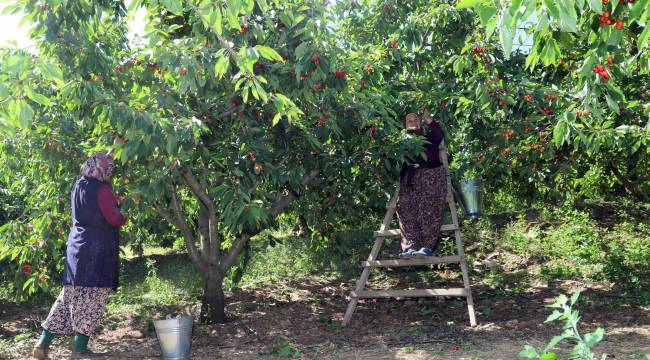 Dallarda Kiraz, Bayındır’da Bereket