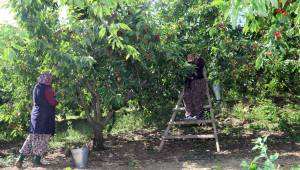 Dallarda Kiraz, Bayındır’da Bereket