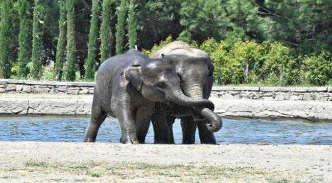 Doğal Yaşam Parkı 15 gün kapalı kalacak