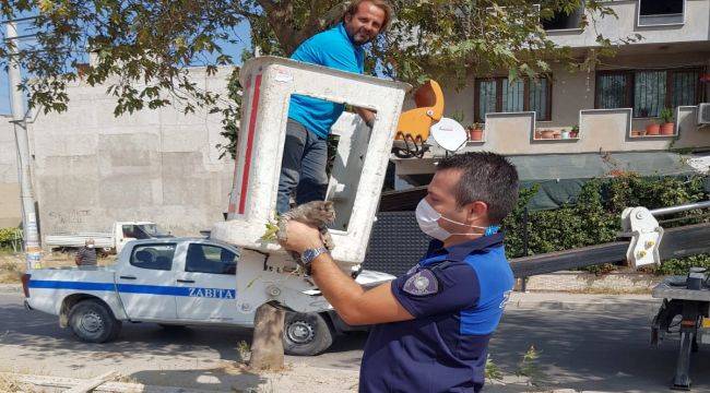 Zabıtalar kediyi kurtardı