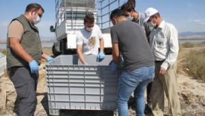 Körfez'de bulunan caretta ceratta DEKAMER'e gönderildi