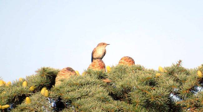 Orman yangınlarından hayvanlar da büyük zarar görüyor