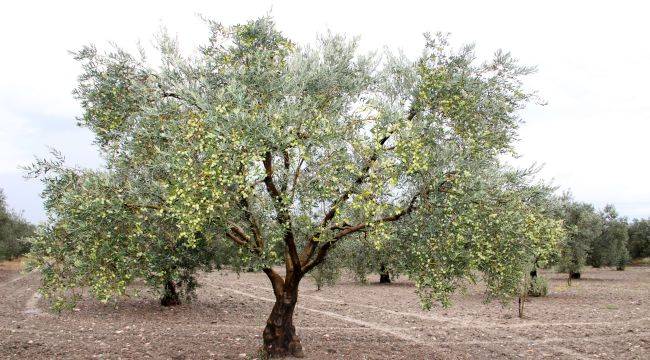 Sofralık zeytin ihracatında rekor 