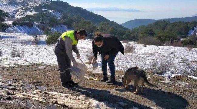 Kemalpaşa Belediyesi Can Dostları Unutmuyor