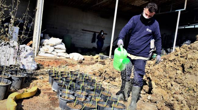 Bornova Belediyesi kendi bitkilerini üretmeye başladı