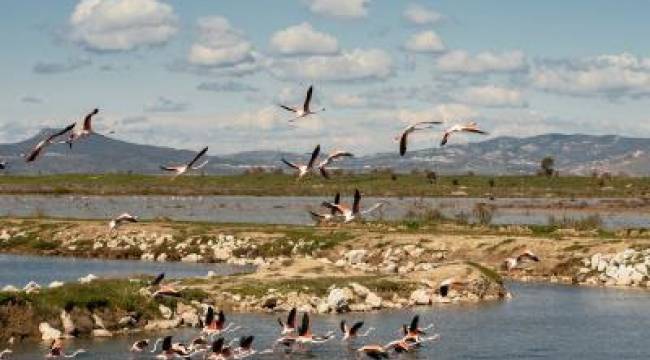 İzmir’in Gediz Deltası’nda Kuş Göçü İzleme Programı başladı