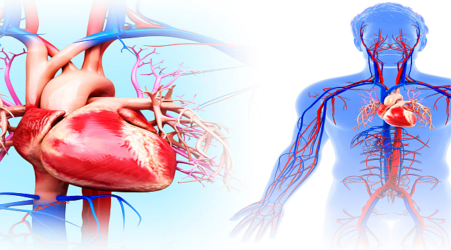 Kalp Ve Damar Sağlığını Korumak Elimizde