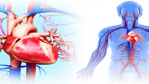 Kalp Ve Damar Sağlığını Korumak Elimizde