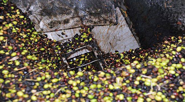 Seferihisar Belediyesi’nden her ay 2 litre zeytinyağı