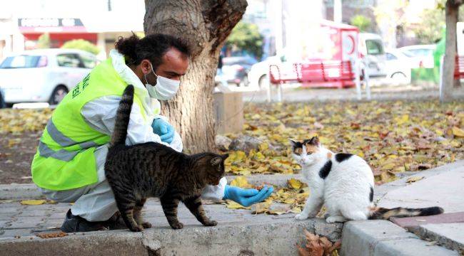 Bayraklı Belediyesi Her Gün Can Dostları Besliyor