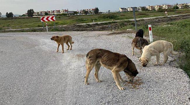 Çiğli'de Sokak Sakinleri Tam Kapanma Sürecinde Belediyeye Emanet