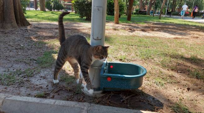 Bornova’da can dostlar susuz kalmıyor