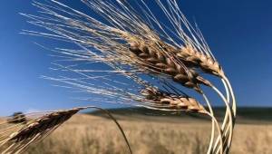 Buğday İthalatıyla Yerli Üretici Bitirdiler
