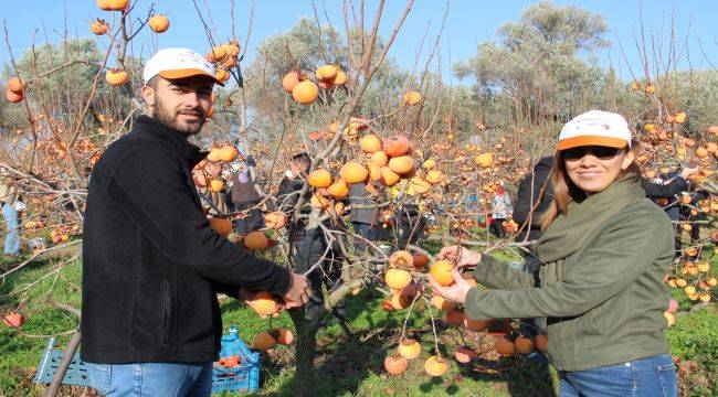 Trabzon Hurması İhtiyaç Sahipleri İçin Hasat Edildi