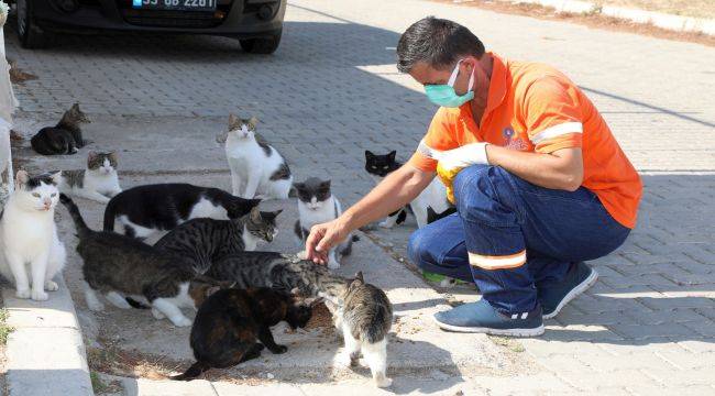 Artık Gıdalar Sokak Canlarının Maması Olacak