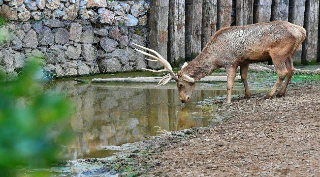 İzmir Doğal Yaşam Parkı’nın 54 Sakini Artık Uşaklı