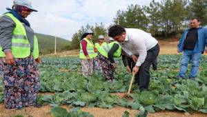 Bucalı çiftçilerden kış sezonunun ilk hasadı