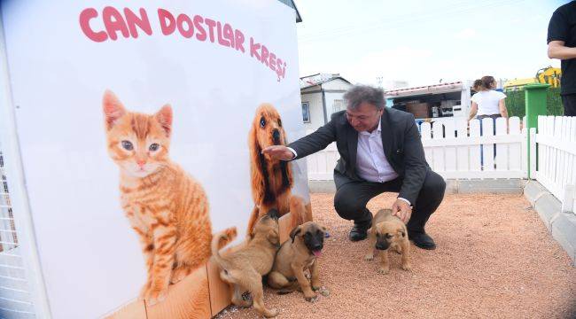 Bornova Belediyesi kış öncesi sokak hayvanlarına sahip çıktı