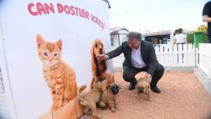 Bornova Belediyesi kış öncesi sokak hayvanlarına sahip çıktı