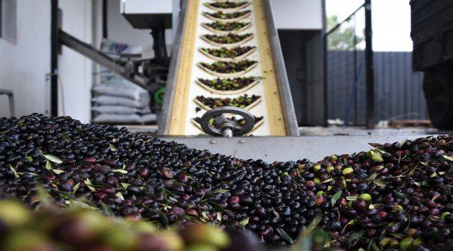 Kemalpaşa Belediyesi’nden zeytin üreticisine fabrika desteği