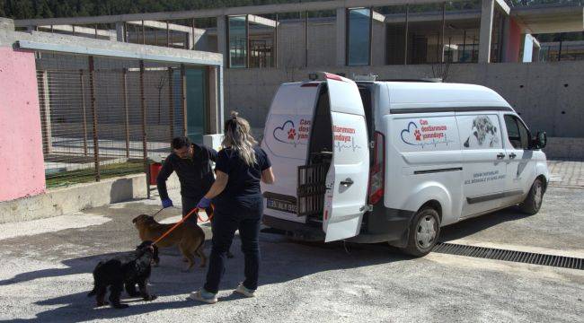 Enkazdan kurtarılan hayvanlar İzmir’e getirildi