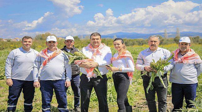 Seferihisar'da Enginar Zamanı