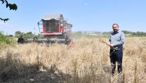 Belediye Arazisinde Buğday Hasadına Başlandı