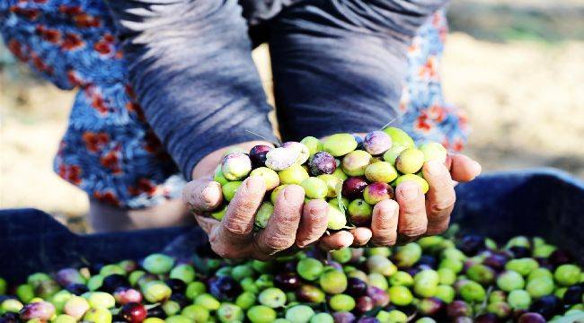 18. Uluslararası Ayvalık Zeytin Hasat Festivali Başlıyor